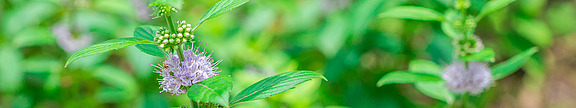 Krauseminzöl – Mentha spicata  